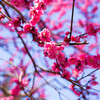 140323昭和記念公園