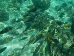 魚群
