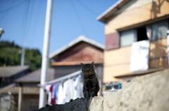 愛媛県青島洗濯日和とねこ