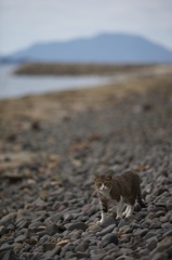 香川県佐柳島海岸のねこ