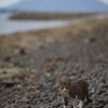 香川県佐柳島海岸のねこ