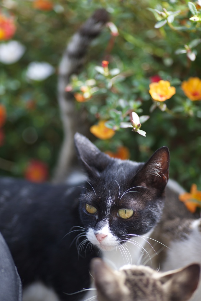 香川県佐柳島花とねこ２