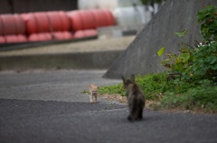 香川県高見島サビ貓母さんとちび虎