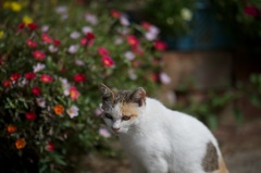 香川県佐柳島花とねこ