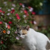 香川県佐柳島花とねこ