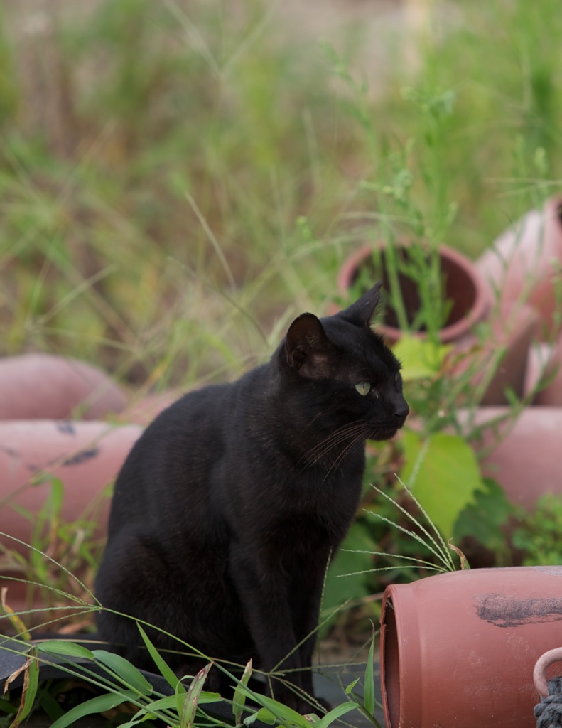 香川県高見島漁港の黒猫