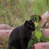香川県高見島漁港の黒猫