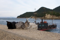 広島県鞆の浦いろは丸の貓ぜよ