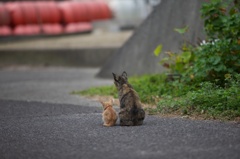 香川県高見島サビ貓母さんとちび虎２