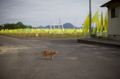 香川県高見島芸術祭と貓