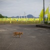 香川県高見島芸術祭と貓