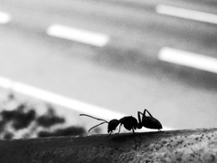 蟻の道と人の道…