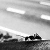 蟻の道と人の道…