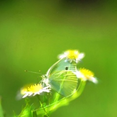 Ghost butterfly