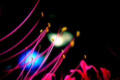 闇に舞う
