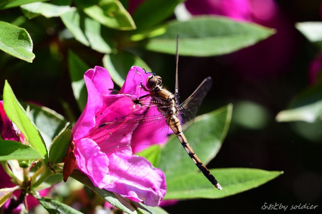 ファーストショット？？