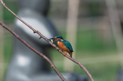 食べるカワセミ