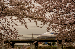 新幹線と桜_1