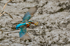 ピント調整の結果・・・