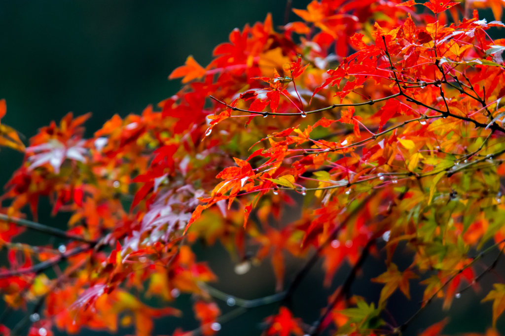 超望遠で紅葉＿2