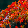 超望遠で紅葉＿2