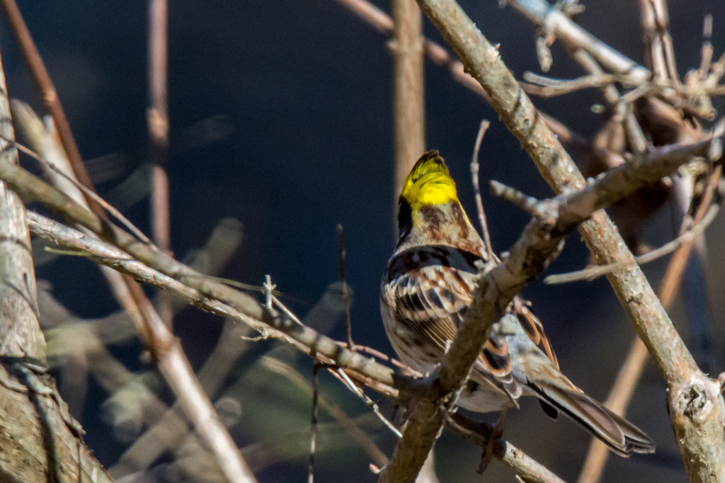 スズメのような体に黄色い鶏冠？？