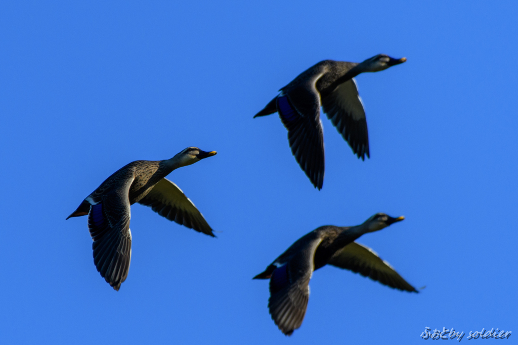 Duck3-1 Flight of 3