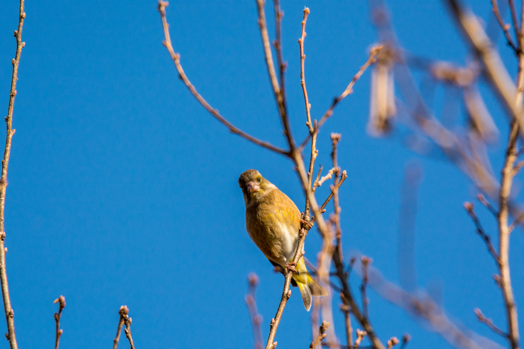 つぶらな瞳で見つめてみる