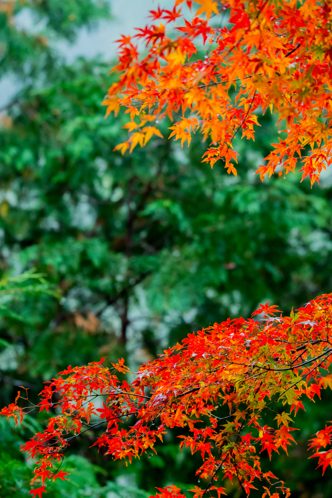 超望遠で紅葉＿1