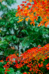 超望遠で紅葉＿1
