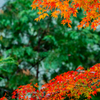 超望遠で紅葉＿1