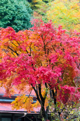 超望遠で紅葉＿3