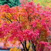 超望遠で紅葉＿3