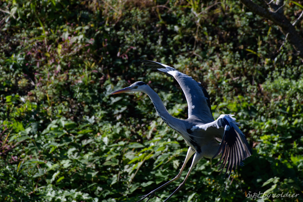 Grey heron
