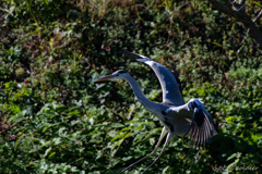 Grey heron