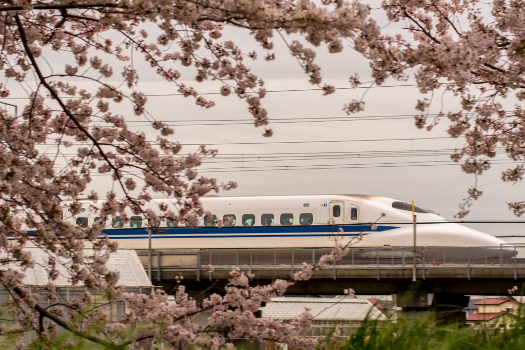 新幹線と桜_2