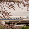 新幹線と桜_2