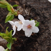人形町の桜