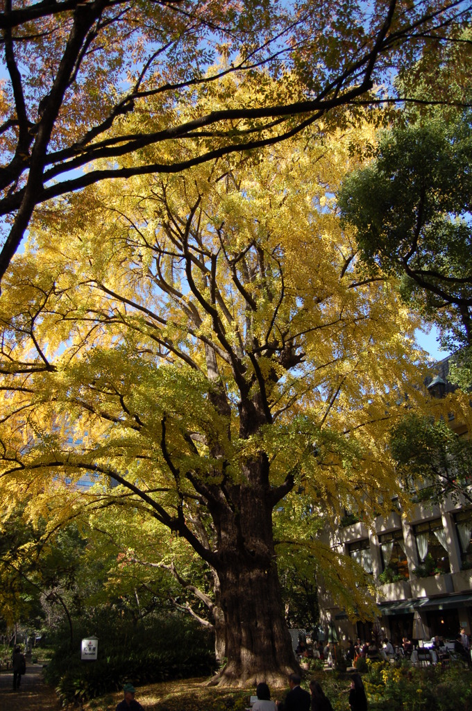 首かけイチョウ By 80flt Taku Id 写真共有サイト Photohito