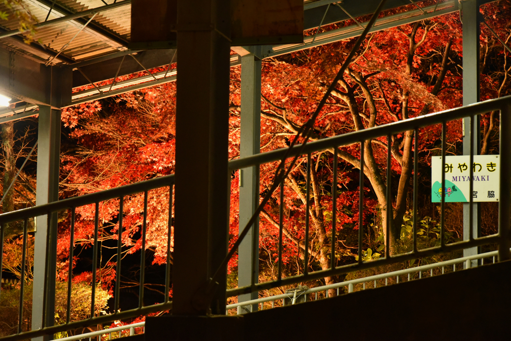 筑波山紅葉