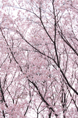 サクラ