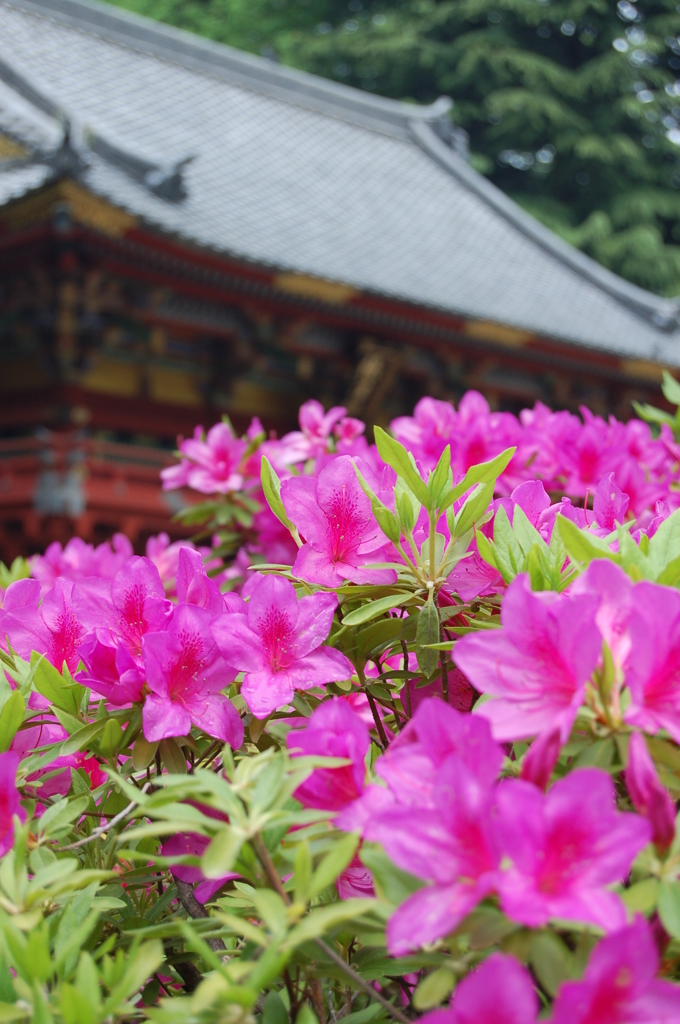 根津神社