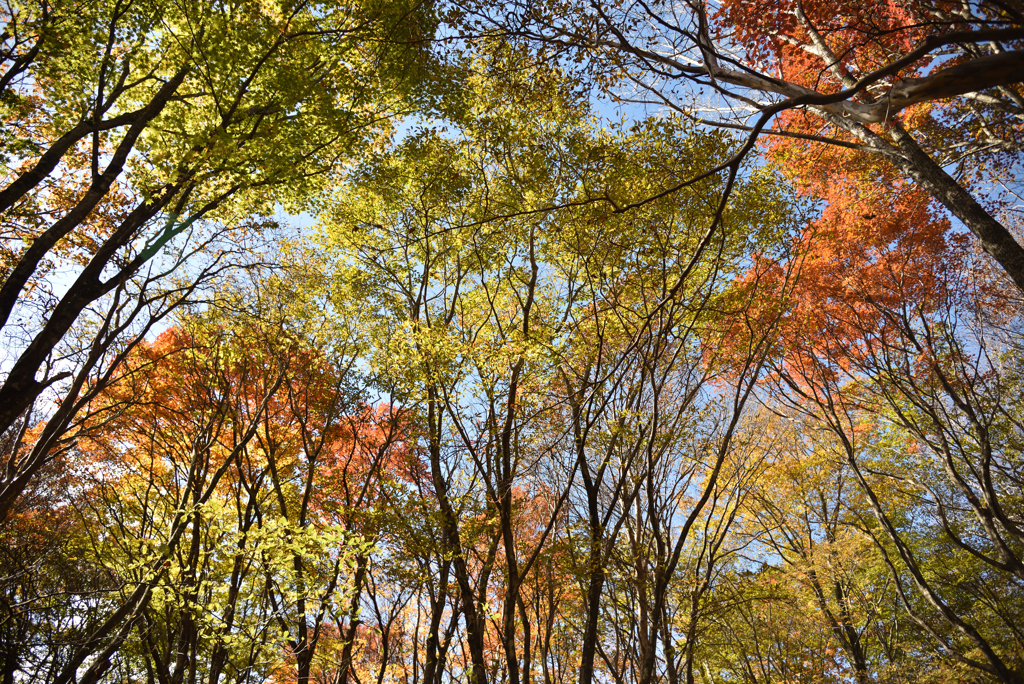 那須平成の森