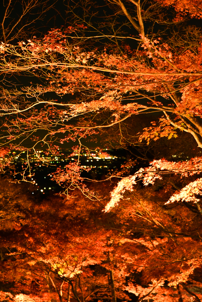 筑波山紅葉