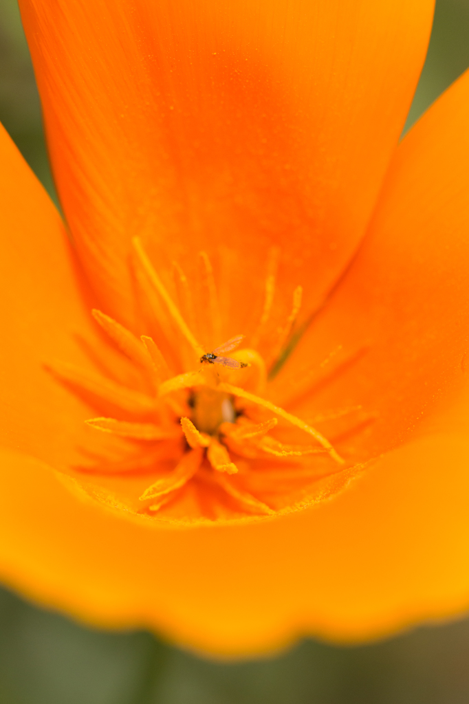 IMG_4448
