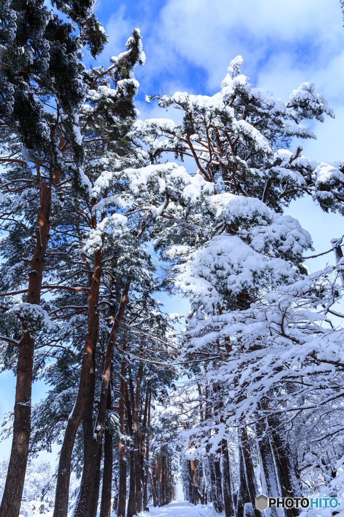 雪と松並木