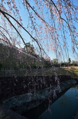 もうちょっとだけ櫻敏郎にお付き合いくださいまし。其の壱