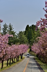 桜ロード