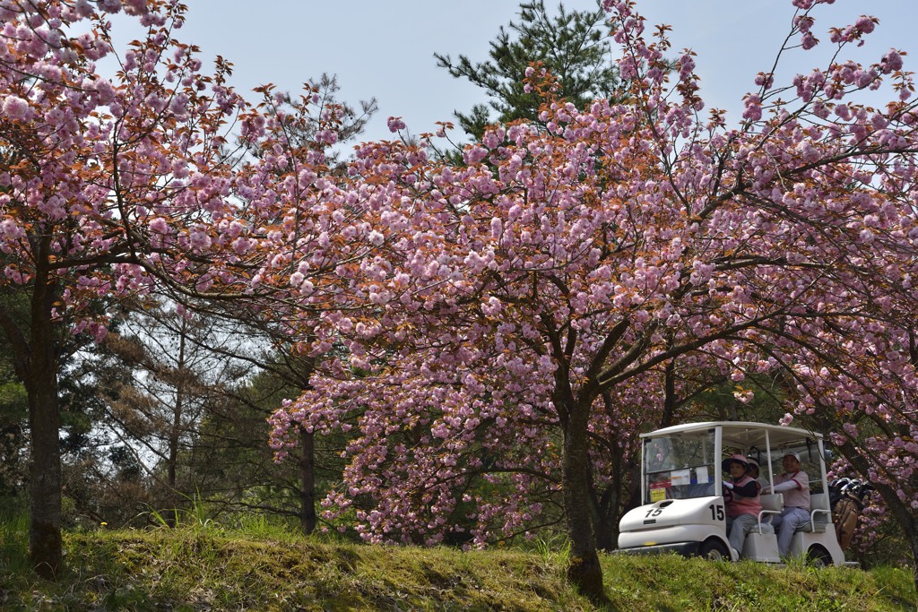 八重桜満開