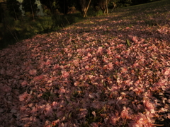 桜の花びら